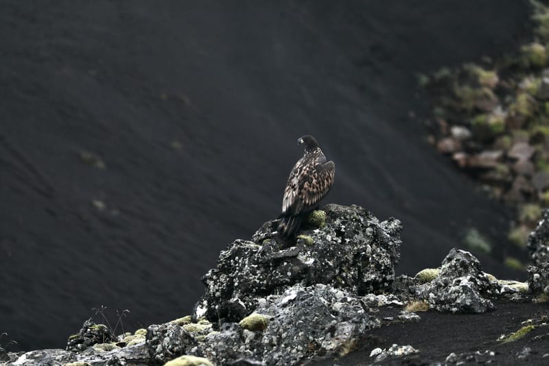 2. Fjord de l'Ouest 1 : Péninsule de Snaefellsnes, Snaefellsjokull, Arnarstapi, Kirkjokull, Grundarfjorour, Stykkisholmur