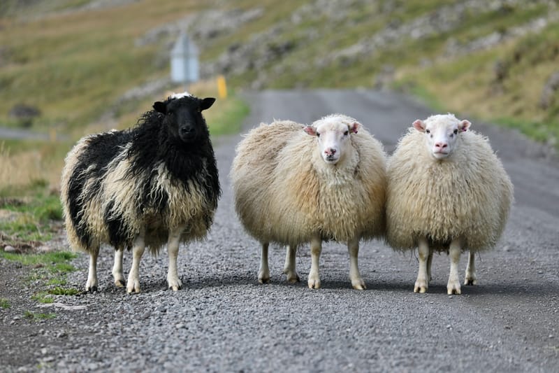3. Fjords de l'Ouest 2 : Falaises de Latrabjarg, plage de Rauôiasandur