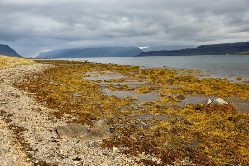4. Fjords de l'Ouest 3 : Bilduladur, chutes Dynjandi, Pingeiry, Isafjorour, Bolungarvik, Côtes du Hornstrandir