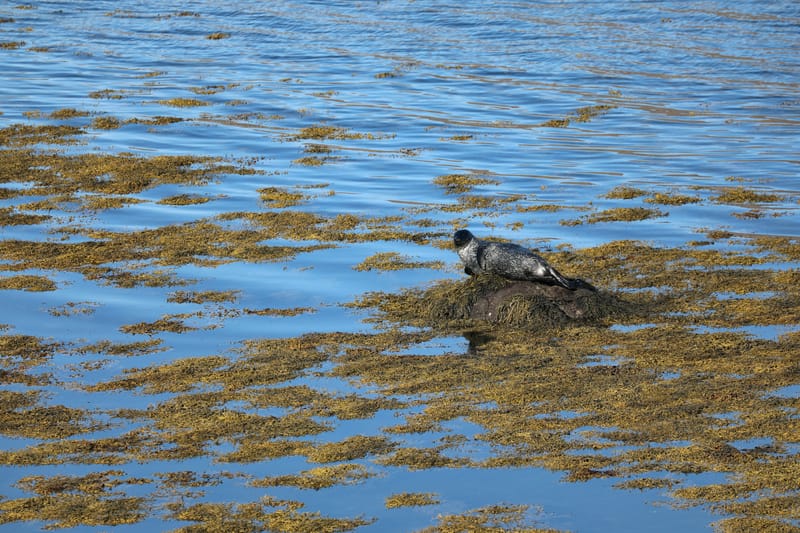 4. Fjords de l'Ouest 3 : Bilduladur, chutes Dynjandi, Pingeiry, Isafjorour, Bolungarvik, Côtes du Hornstrandir