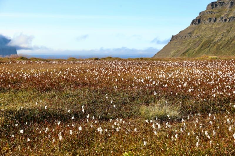 4. Fjords de l'Ouest 3 : Bilduladur, chutes Dynjandi, Pingeiry, Isafjorour, Bolungarvik, Côtes du Hornstrandir