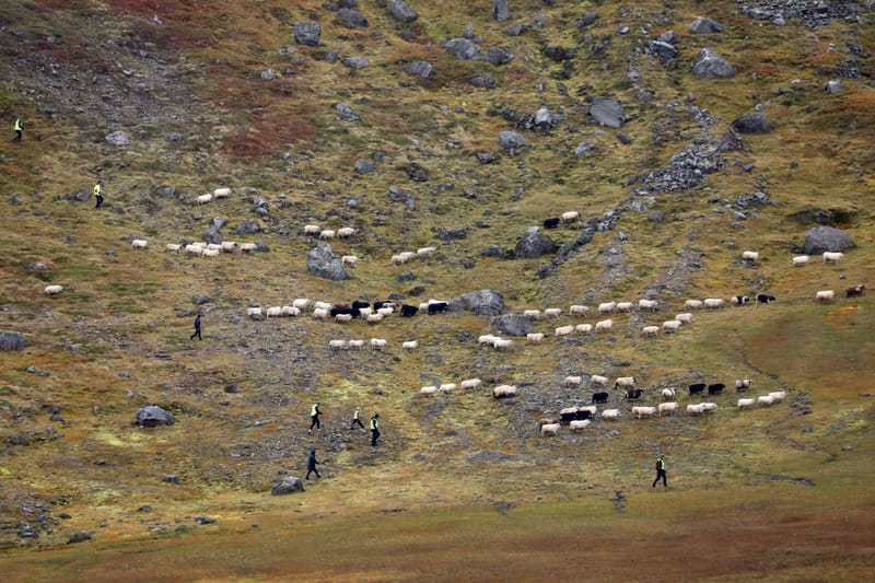 4. Fjords de l'Ouest 3 : Bilduladur, chutes Dynjandi, Pingeiry, Isafjorour, Bolungarvik, Côtes du Hornstrandir