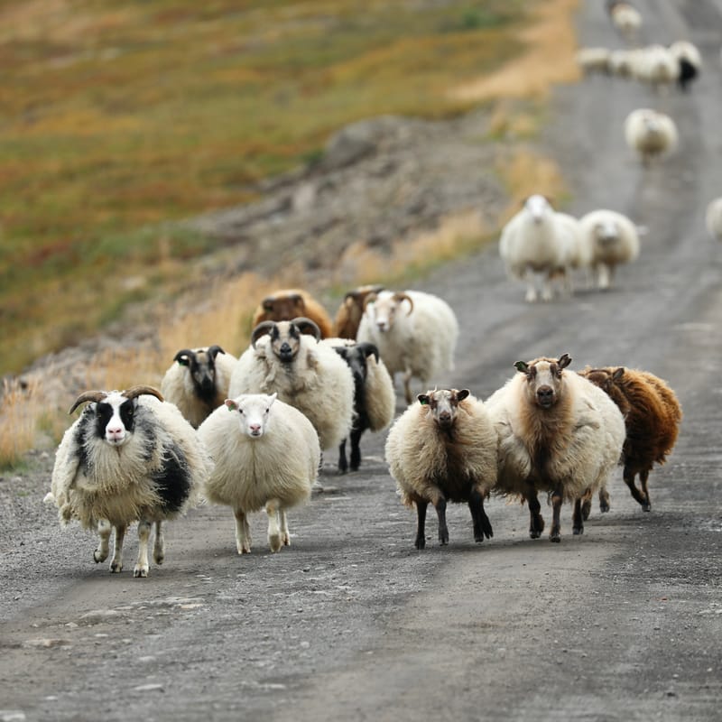 5. Fjords de l'Ouest 4 : Suoavik, Heydalur, Reykjanes, Côtes du Strandir, Drangsnes, Djupavik, Norourfjorour