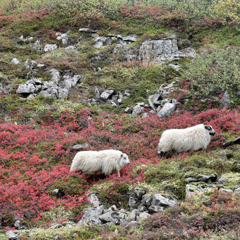 5. Fjords de l'Ouest 4 : Suoavik, Heydalur, Reykjanes, Côtes du Strandir, Drangsnes, Djupavik, Norourfjorour