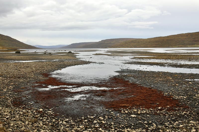 5. Fjords de l'Ouest 4 : Suoavik, Heydalur, Reykjanes, Côtes du Strandir, Drangsnes, Djupavik, Norourfjorour