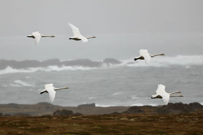 5. Fjords de l'Ouest 4 : Suoavik, Heydalur, Reykjanes, Côtes du Strandir, Drangsnes, Djupavik, Norourfjorour