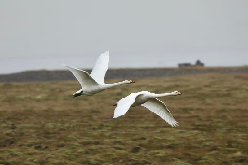 5. Fjords de l'Ouest 4 : Suoavik, Heydalur, Reykjanes, Côtes du Strandir, Drangsnes, Djupavik, Norourfjorour