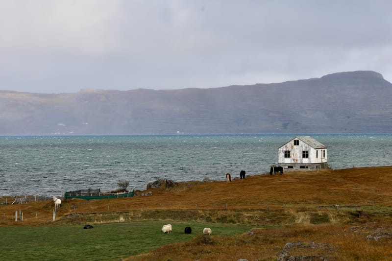 6. Nord Ouest : Holmavik, Hvammstangi, péninsule de Vatnsnes : Osar, Hvitserkur