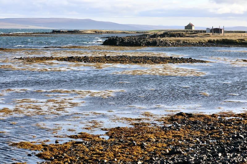 6. Nord Ouest : Holmavik, Hvammstangi, péninsule de Vatnsnes : Osar, Hvitserkur