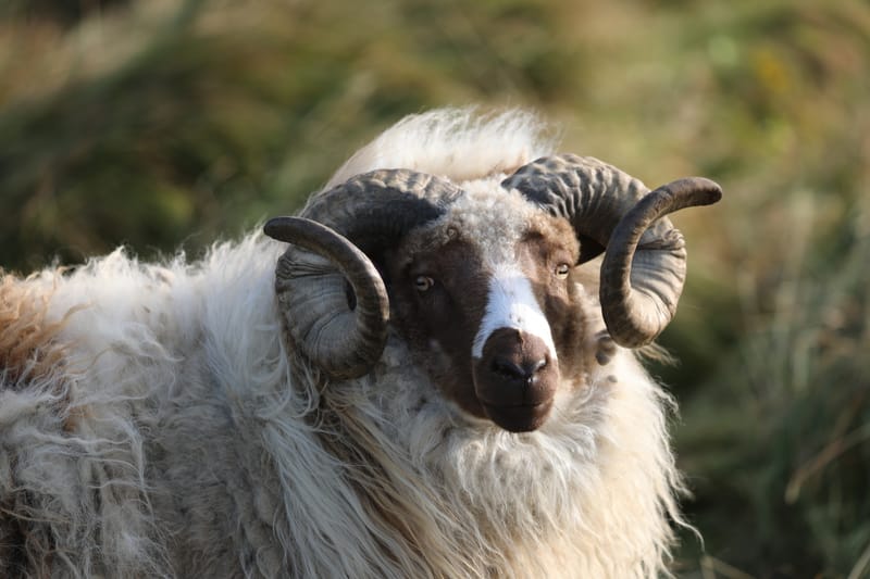 6. Nord Ouest : Holmavik, Hvammstangi, péninsule de Vatnsnes : Osar, Hvitserkur