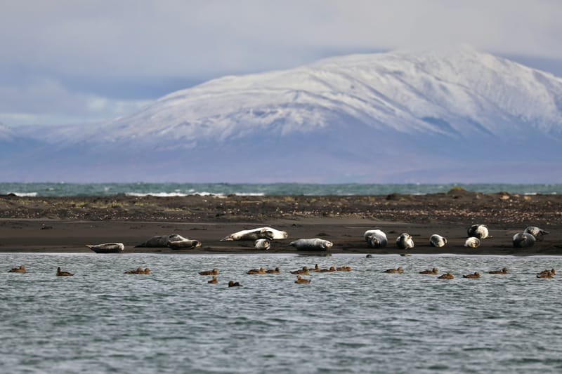 6. Nord Ouest : Holmavik, Hvammstangi, péninsule de Vatnsnes : Osar, Hvitserkur
