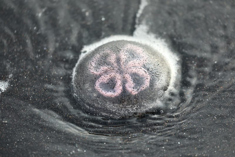 6. Nord Ouest : Holmavik, Hvammstangi, péninsule de Vatnsnes : Osar, Hvitserkur