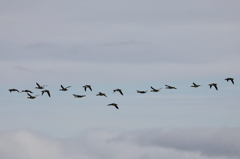 6. Nord Ouest : Holmavik, Hvammstangi, péninsule de Vatnsnes : Osar, Hvitserkur