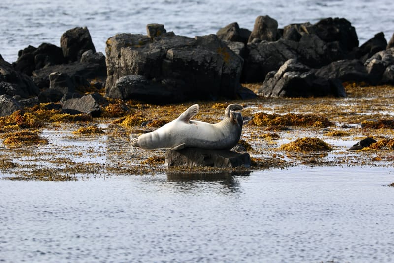 6. Nord Ouest : Holmavik, Hvammstangi, péninsule de Vatnsnes : Osar, Hvitserkur