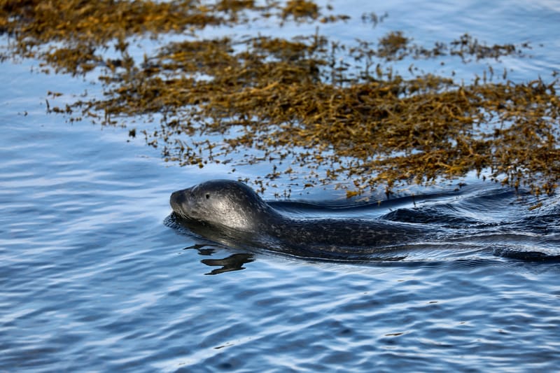 6. Nord Ouest : Holmavik, Hvammstangi, péninsule de Vatnsnes : Osar, Hvitserkur