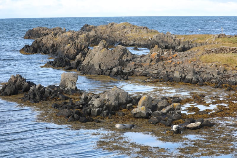 6. Nord Ouest : Holmavik, Hvammstangi, péninsule de Vatnsnes : Osar, Hvitserkur