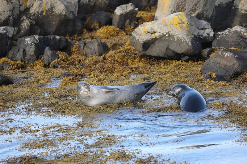 6. Nord Ouest : Holmavik, Hvammstangi, péninsule de Vatnsnes : Osar, Hvitserkur