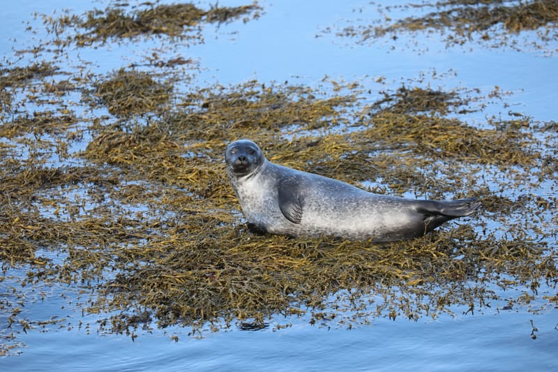 6. Nord Ouest : Holmavik, Hvammstangi, péninsule de Vatnsnes : Osar, Hvitserkur