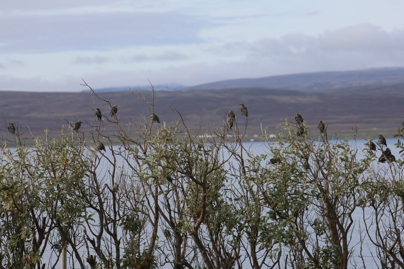 6. Nord Ouest : Holmavik, Hvammstangi, péninsule de Vatnsnes : Osar, Hvitserkur