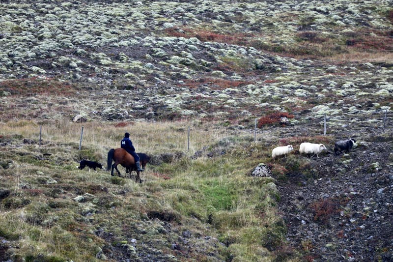 7. Le Cercle d'Or 1 : Stakholt, Hun, Pingvellir NP