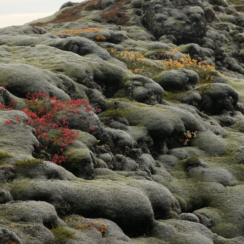 14. Sud Est 1 : Skarfatounga, Svartifoss, Skatafellsjokull, Svinafellsjokull
