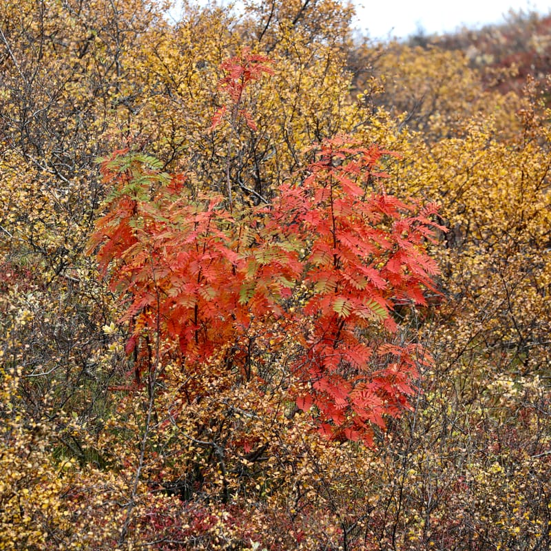 14. Sud Est 1 : Skarfatounga, Svartifoss, Skatafellsjokull, Svinafellsjokull