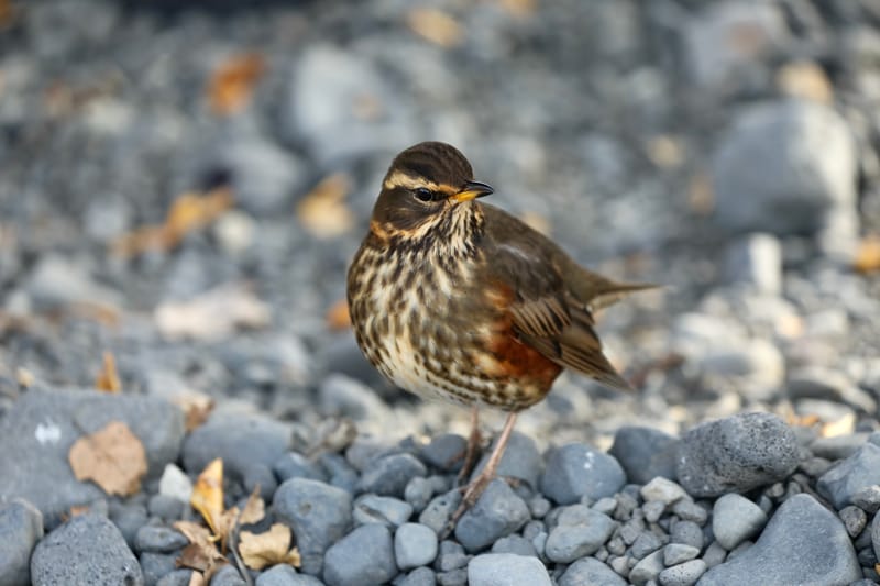 14. Sud Est 1 : Skarfatounga, Svartifoss, Skatafellsjokull, Svinafellsjokull