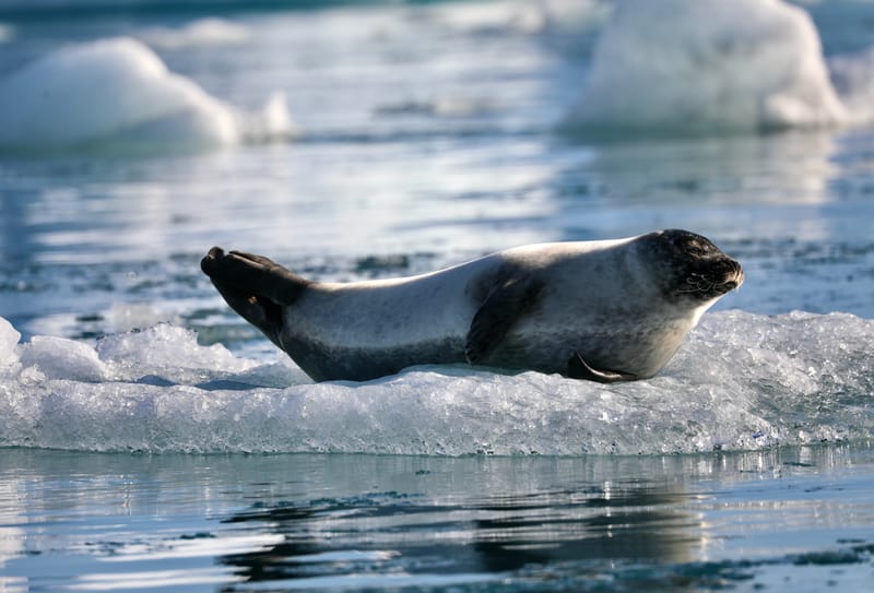 16; Sud Est 3 : Jokulsarlon et DIamond Beach - fin du périple islandais