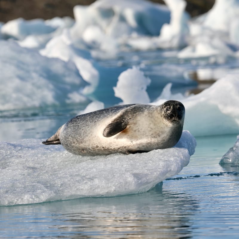 16; Sud Est 3 : Jokulsarlon et DIamond Beach - fin du périple islandais
