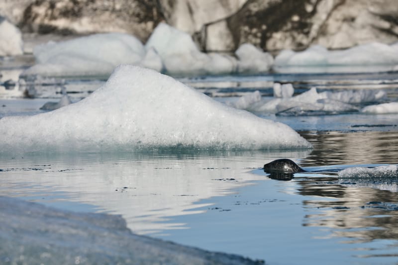 16; Sud Est 3 : Jokulsarlon et DIamond Beach - fin du périple islandais