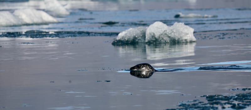 16; Sud Est 3 : Jokulsarlon et DIamond Beach - fin du périple islandais