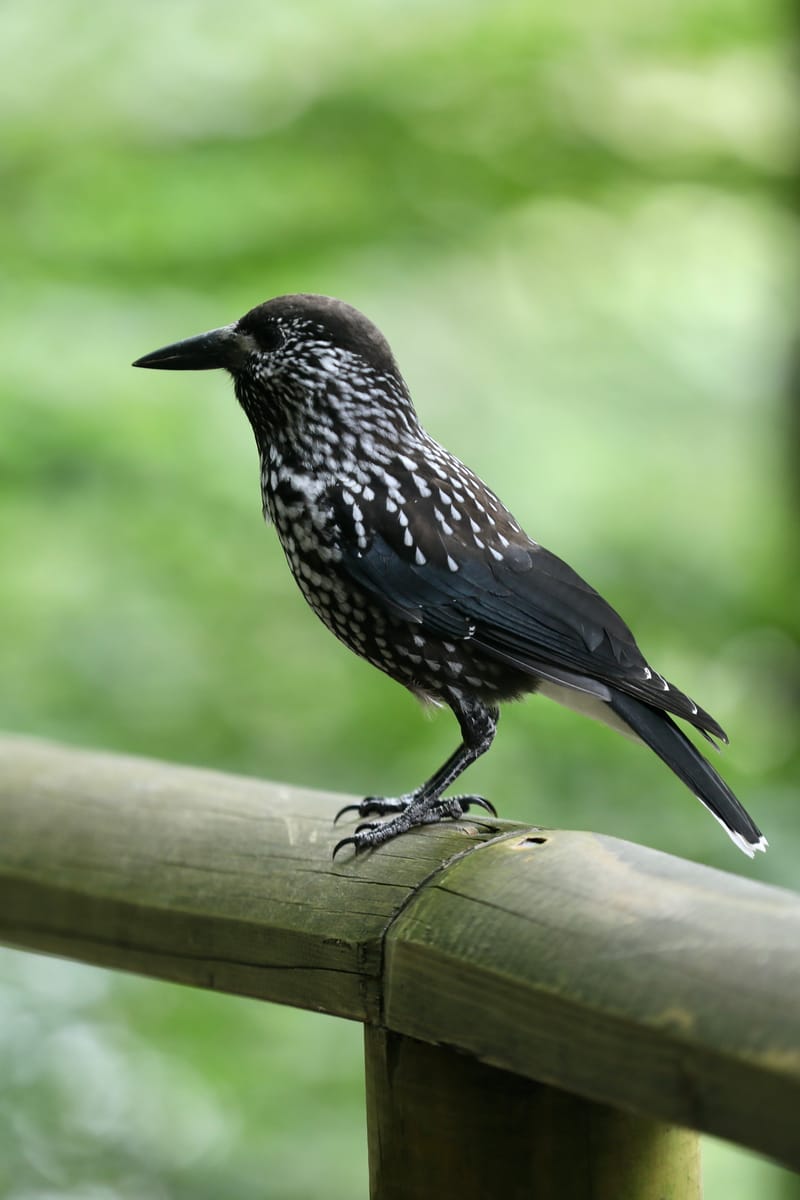 1. ALLEMAGNE 1 : FORET NOIRE - Hinterzalten, Schluchsee, Schiltach