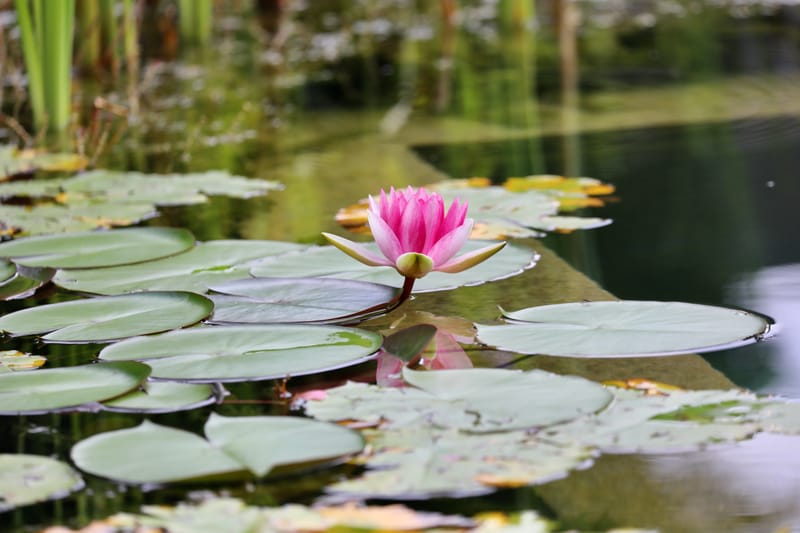 1. ALLEMAGNE 1 : FORET NOIRE - Hinterzalten, Schluchsee, Schiltach