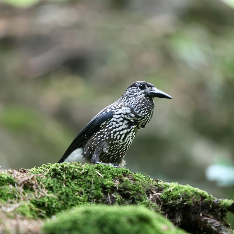 1. ALLEMAGNE 1 : FORET NOIRE - Hinterzalten, Schluchsee, Schiltach