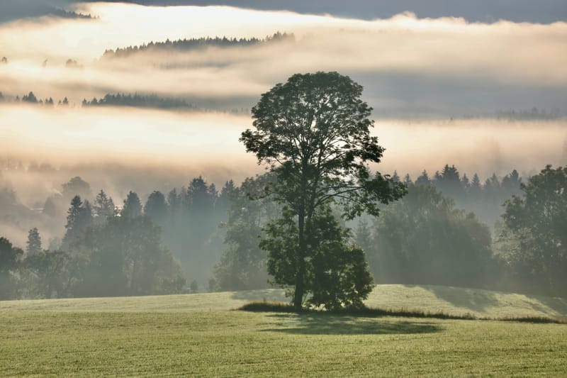 1. ALLEMAGNE 1 : FORET NOIRE - Hinterzalten, Schluchsee, Schiltach