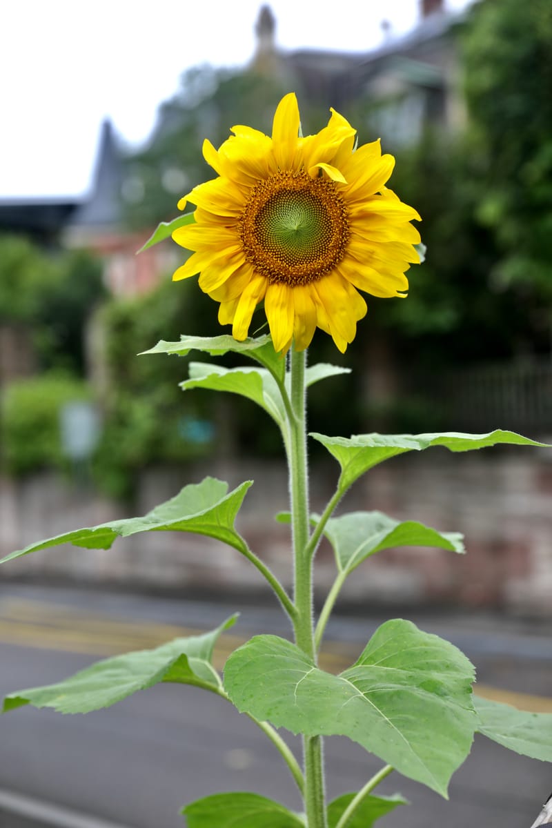 4. SUISSE 2 : BALE 2, la ville & Tinguely Museum