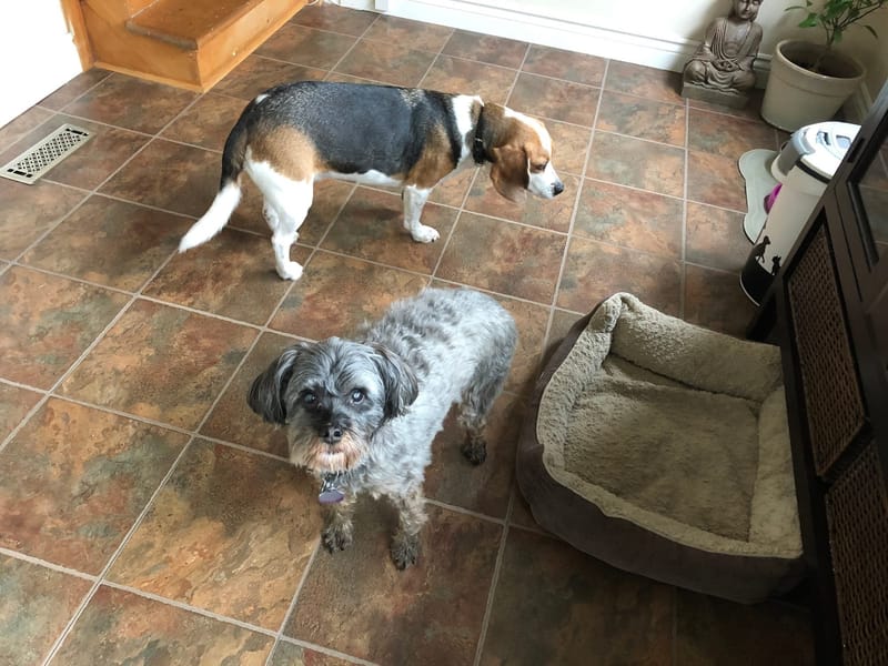 An Update on My Elderly Dog's Progress with SSP