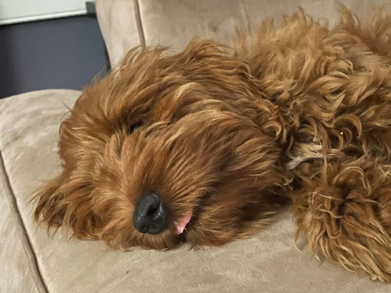 Beginning SSP With Amy, Our 5 Month Old Puppy