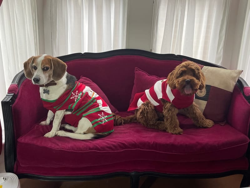 SSP Success!!  Though Jasper steals the show....