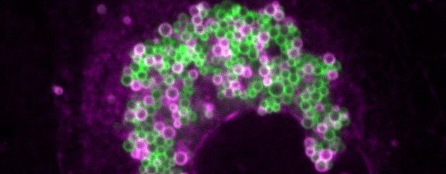 Biology of Cellular Energy Metabolism