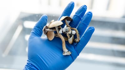 natureza dos cogumelos psilocybe cubensis