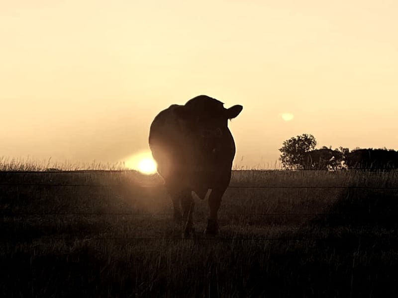 THIS IS NO BULL
