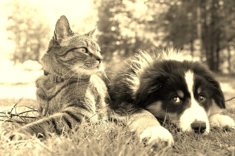 It's a familiar tale  “A dog's chase after a cat”.