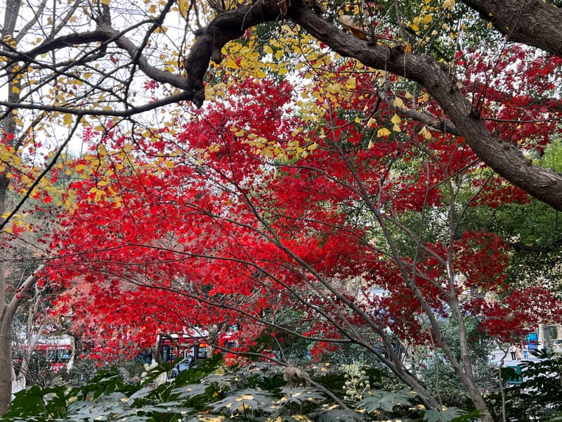 DÉCOUVERTE DE LA CHINE - 7. HANGZHOU ET RETOUR À LA CASE DÉPART.