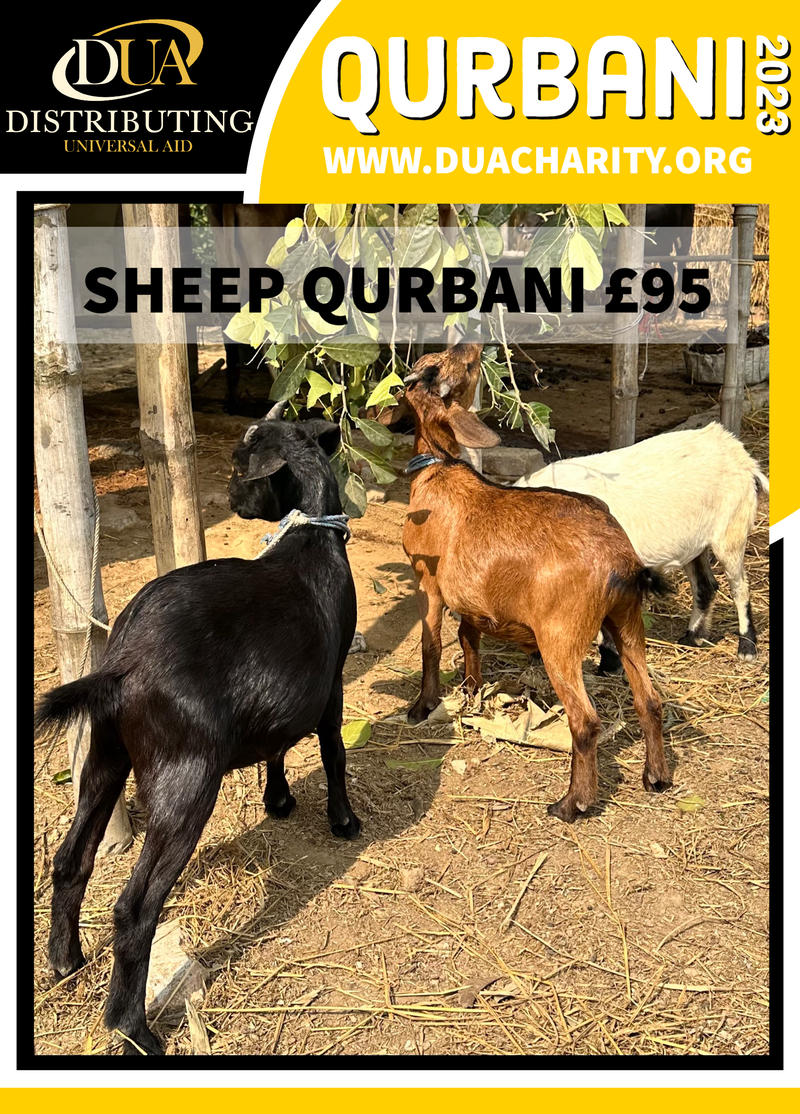 Sheep Qurbani