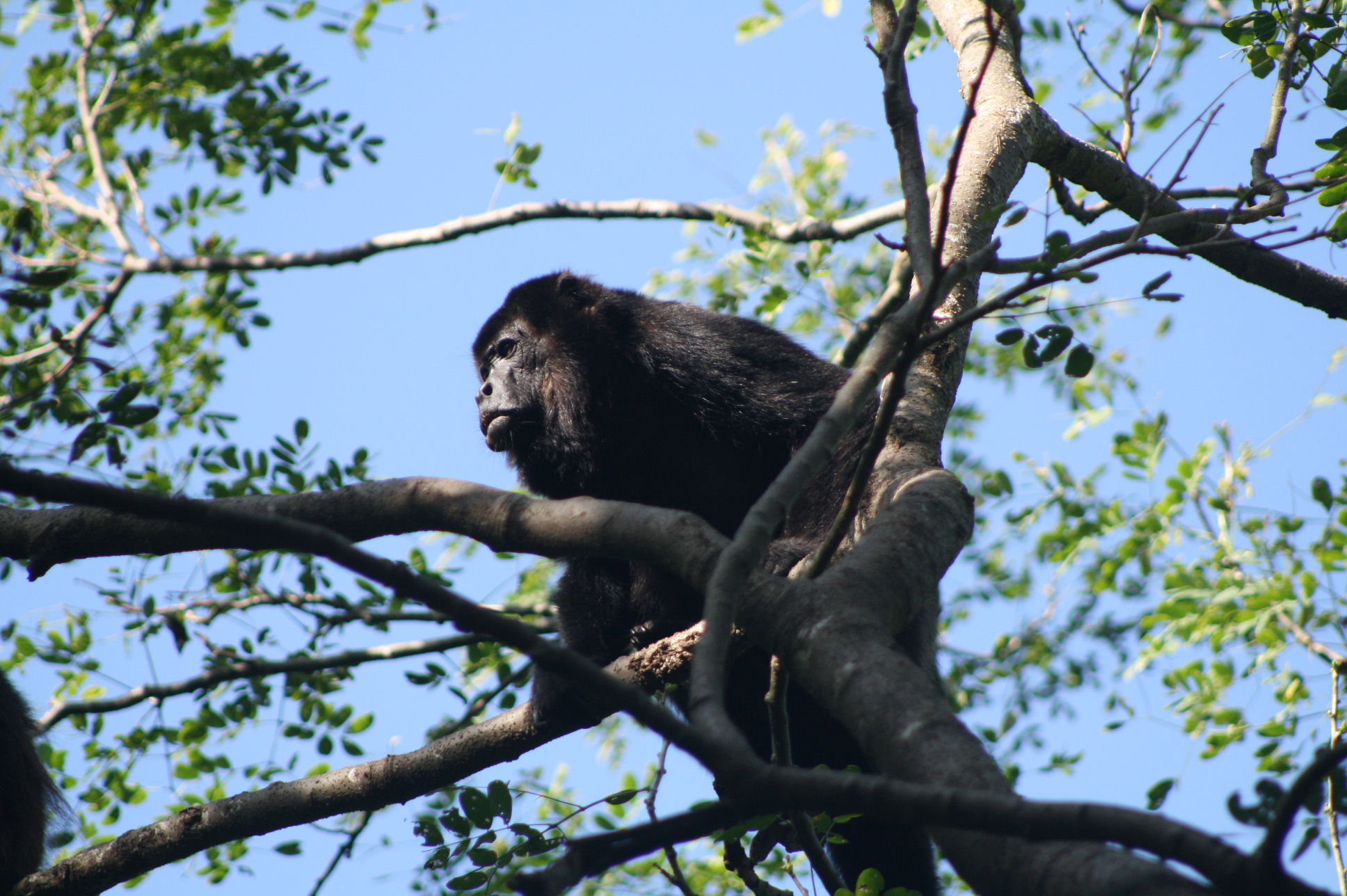 ALPHA MALE HOWLER MONKEY