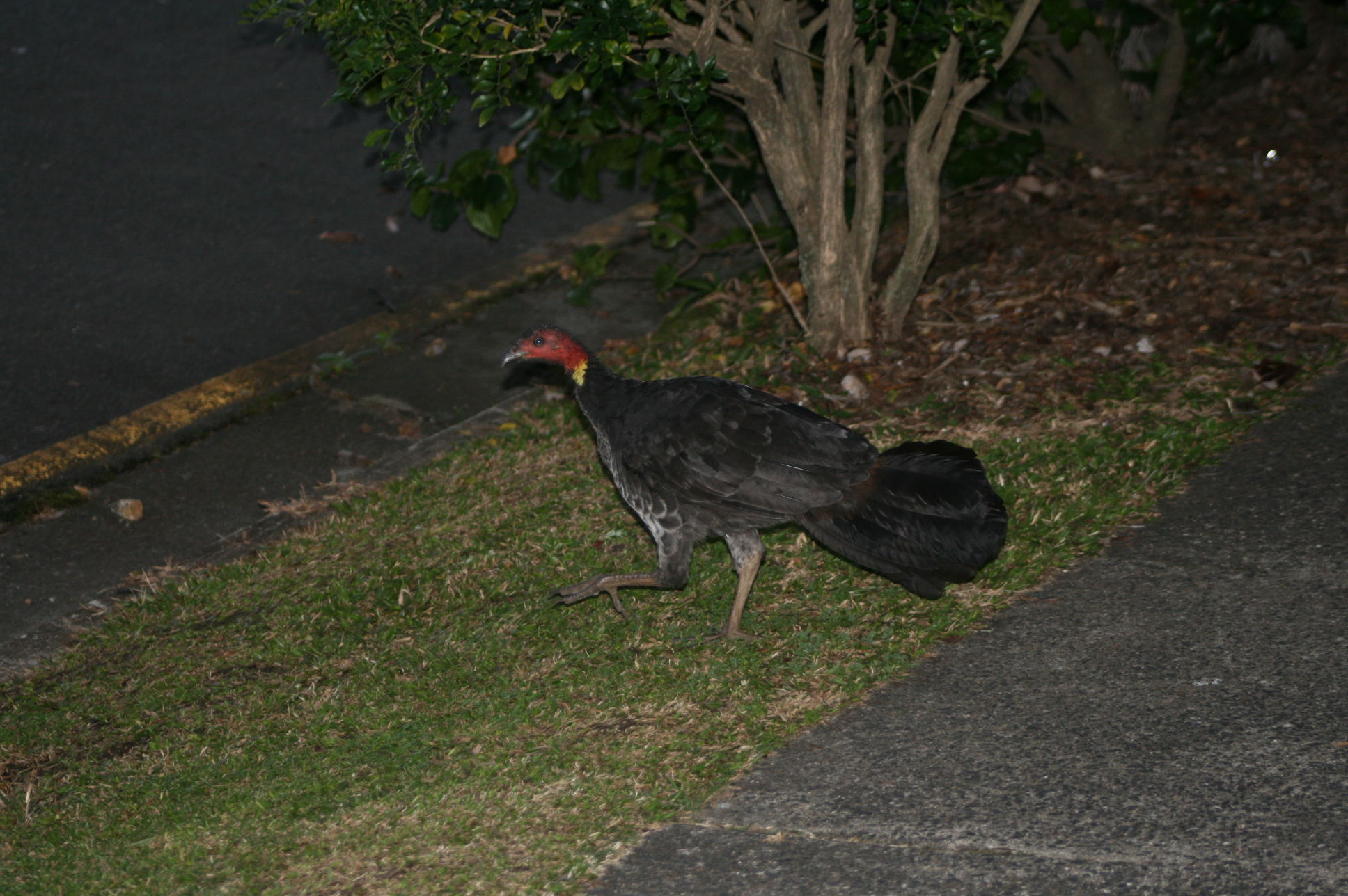 AUSTRALIA YARD BIRD