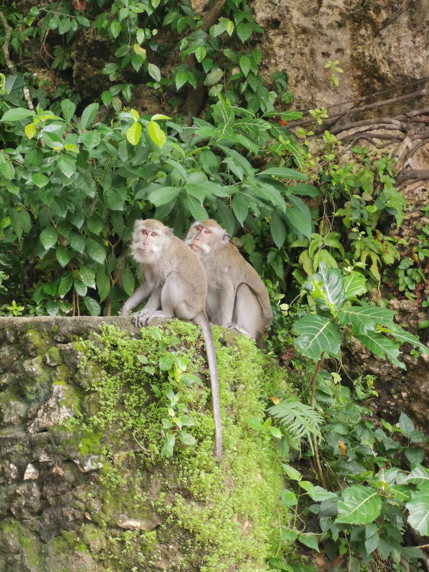 La péninsule de Bukit