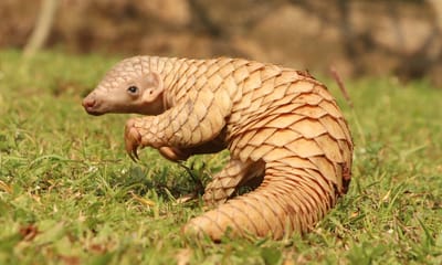 Pangolins image