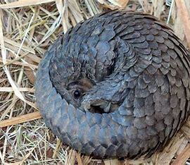 Pangolins image